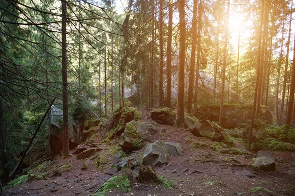 Festői Élővilág Sűrű Erdő Sziklák Zöld Moha Borított Föld Kövek — Stock Fotó