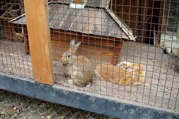 檻の中のいいウサギ — ストック写真