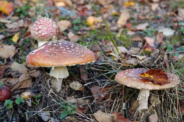 Champignons Non Comestibles Dans Forêt Automne — Photo