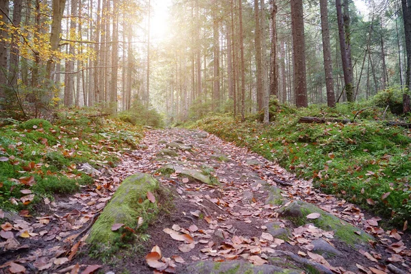 森林中的一个风景如画的地方 美丽的秋天森林 有针叶树 青苔和美丽落日的光芒 — 图库照片