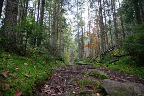 美しい秋の森の中のトレイル 葉の秋 葉は森の中の歩道にあり 木の伐採 — ストック写真