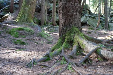 Resimli vahşi yaşam, ormanın yoğunluğu. Ağaçların köklerinde ve taşlarda güzel yeşil yosunlar