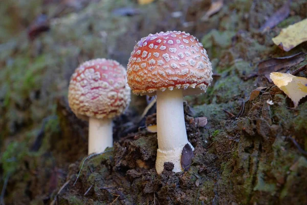 Two Little Fly Agaric Grows Soil — Stock Photo, Image