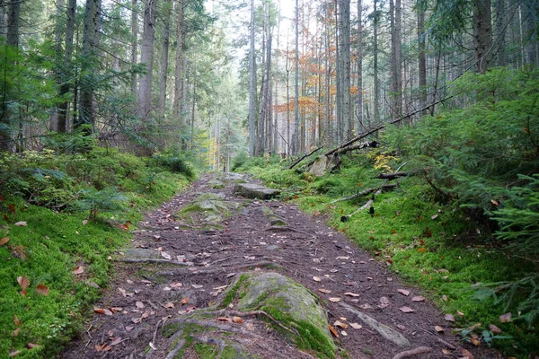 stock image Beautiful autumn forest in Carpathian mountains. Amazing nature of Ukrainian Carpathians