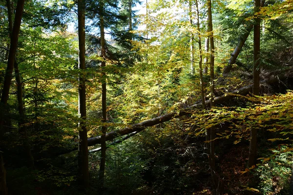 Belle Forêt Automne Dans Les Montagnes Des Carpates Nature Étonnante — Photo
