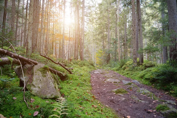 Sonnenuntergang Wunderschönen Wald Mit Nadelbäumen Und Grünem Moos Malerischer Ort — Stockfoto