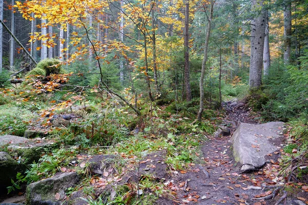 Όμορφο Φθινοπωρινό Δάσος Στα Καρπάθια Βουνά Καταπληκτική Φύση Της Ουκρανίας — Φωτογραφία Αρχείου