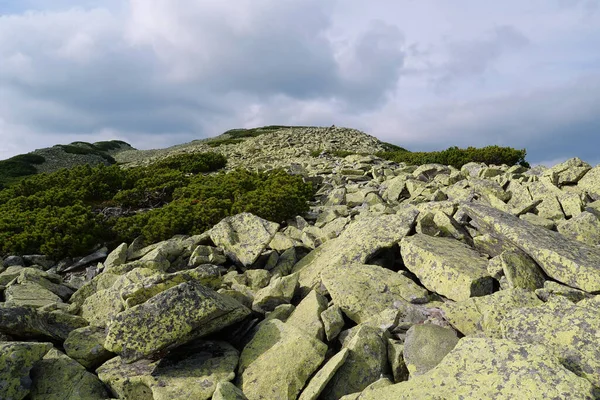 在Gorgany山的石子上覆盖着黄色地衣 乌克兰西部外的喀尔巴阡山脉 毗邻Chornohora山脉 — 图库照片