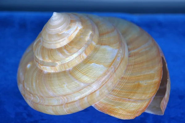 Shells Other Marine Animals — Stock Photo, Image
