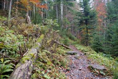 Karpat dağlarında güzel bir sonbahar ormanı. Ukrayna Karpatlarının şaşırtıcı doğası