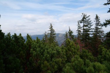 Karpat dağlarında güzel bir sonbahar ormanı. Ukrayna Karpatlarının şaşırtıcı doğası