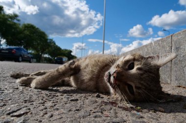 Dead cat lies on highway, cars drives on road. Cat ran across roadway and was hit by car. You cannot cross the road in wrong place clipart