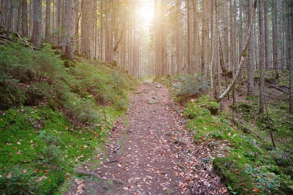 Sehr Schöner Wald Malerischer Ort Wald Schöner Herbstwald Mit Nadelbäumen — Stockfoto