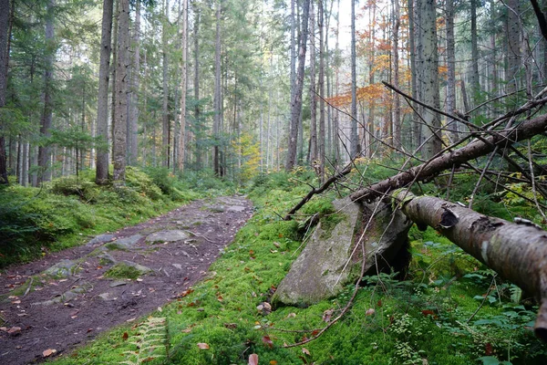 Μονοπάτι Όμορφο Φθινοπωρινό Δάσος Φύλλο Πτώση Φύλλωμα Βρίσκεται Ένα Μονοπάτι — Φωτογραφία Αρχείου