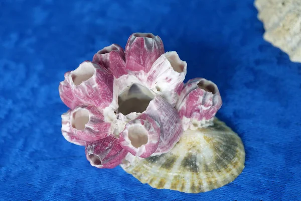 Shells Other Marine Animals — Stock Photo, Image