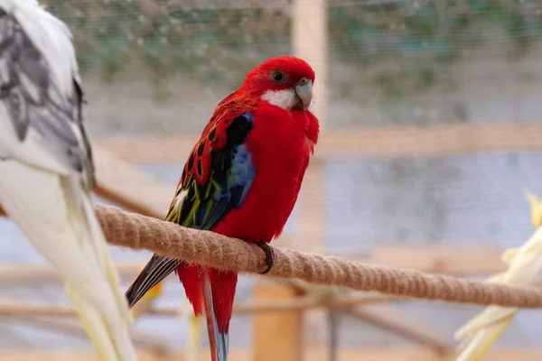 五彩斑斓的鹦鹉坐在鸟笼里的绳子上喂鸟 — 图库照片