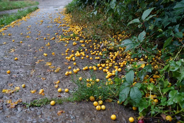 Жовта Стигла Вишнева Слива Яка Впала Дерева Лежить Дорозі Prunus — стокове фото
