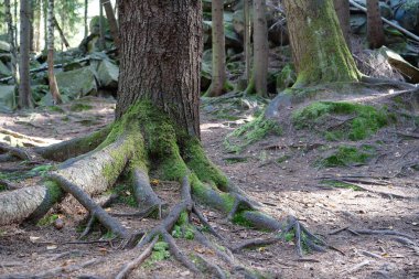 Resimli vahşi yaşam, ormanın yoğunluğu. Ağaçların köklerinde ve taşlarda güzel yeşil yosunlar