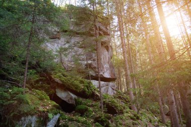 Resimli vahşi yaşam, ormanın yoğunluğu, kayalar, yeşil yosun kaplı toprak ve taşlar, güzel batan güneş