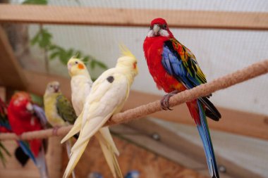 Parrots with colorful feathers sits on rope in the aviary
