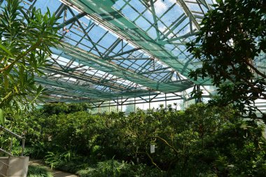 Green plants grows in greenhouse. Cultivation and protection of rare plant species listed in the Red Book. Green trees in hothouse, environmental safety and reliability