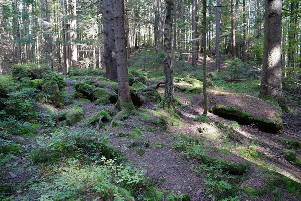 絵のように美しい野生動物 森の厚さ 木々の石や根に美しい緑の苔 — ストック写真