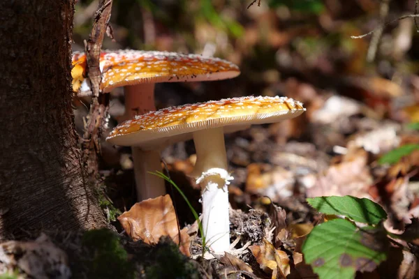 Par Cogumelos Bonitos Mas Não Comestíveis Cresce Floresta Outono — Fotografia de Stock