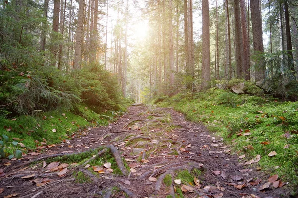 Gyönyörű Naplemente Őszi Erdőben Levélhullás Lombtalanítás — Stock Fotó