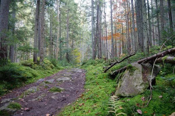 美丽的野生动物 茂密的森林 绿苔覆盖的地面和石头 — 图库照片