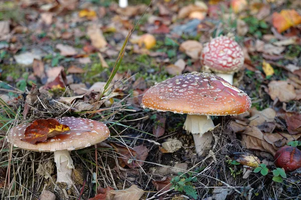Nejedlé Houby Rostou Podzimním Lese — Stock fotografie