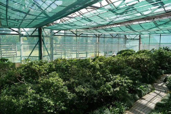 Grüne Pflanzen Wachsen Gewächshaus Anbau Und Schutz Seltener Pflanzenarten Die — Stockfoto