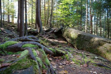 Dovbush yolu. Ormanlık dağ yamaçlarından geçerek Ukrayna 'nın Yaremche yakınlarındaki Dovbush Kayalıkları' na çıkıyor. Dovbush yolu Opryshky 'nin büyük lideri Oleksa Dovbush' un anısına yapıldı.