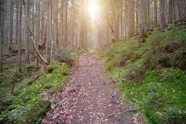 Sehr Schöner Wald Malerischer Ort Wald Schöner Herbstwald Mit Nadelbäumen — Stockfoto