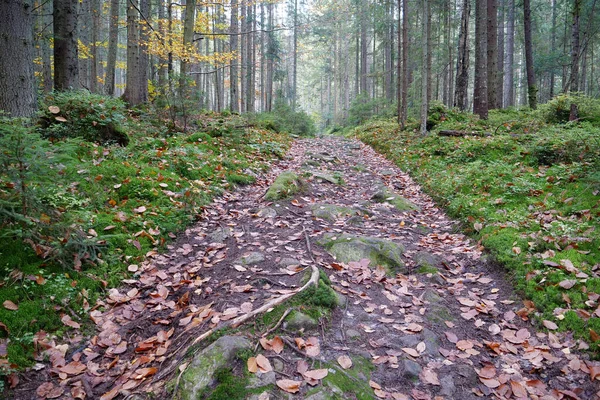 秋の森の中のパスは 葉の秋 森の中の歩道には赤い葉があり 葉が落ちています — ストック写真