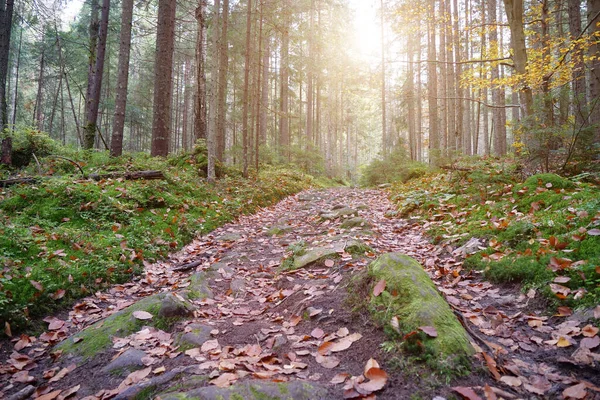森林中的一个风景如画的地方 美丽的秋天森林 有针叶树 青苔和美丽落日的光芒 — 图库照片