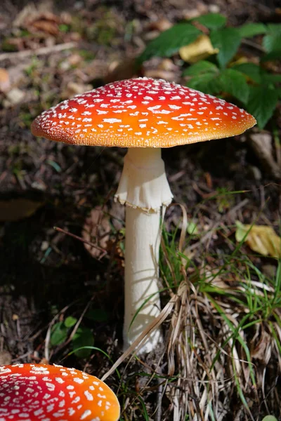 Big Red Fly Agaric Grows Autumn Wood Picturesque Place Heart — Stock Photo, Image