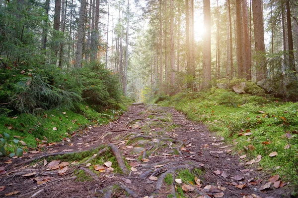 Höstskog Med Barrträd Grön Mossa Och Strålande Vacker Solnedgång — Stockfoto