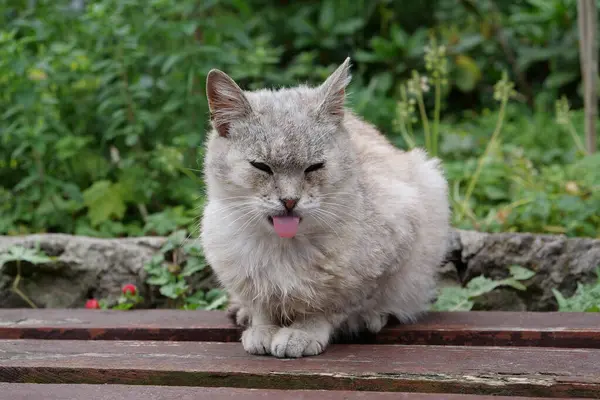 stock image Sick cat with protruding tongue sits on bench