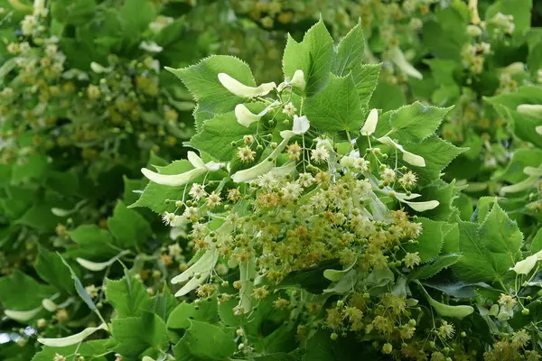 stock image Blooming linden. Linden for European species, basswood for North American. Tilia - genus of about 30 species of trees or bushes, native throughout most of temperate Northern Hemisphere