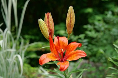 Lilium bulbiferum or orange lily, fire lily, Jimmy Bane, tiger lily, St. John Lily - herbaceous European lily with underground bulbs, belonging to Liliaceae clipart