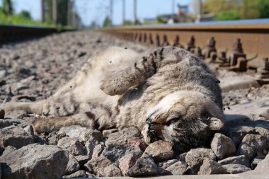 Close-up of dead cat head. Dead cat lies on the railway clipart