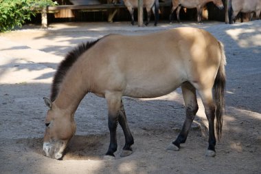 Hayvanat bahçesindeki Przewalski atı, Equus Caballus.