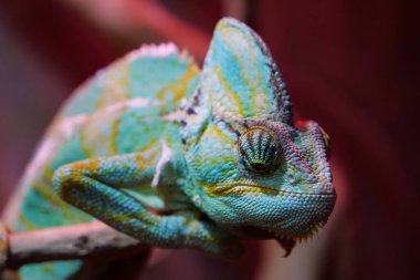 Bukalemunlar ya da bukalemunlar, Chamaeleonidae familyası, bir ağaç yaşam tarzına adapte olmuş kertenkele ailesi. Vücut rengini 15 olarak değiştirebilmeleriyle bilinirler.