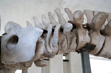 Mavi balinanın büyük gri iskeleti. Balina omurgası. Gerçek balina kemikleri. Balaenoptera kasları