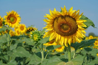 Amazingly beautiful young sunflowers grows on a field. Bees on beautiful sunflower in the field. Bees picks nectar from sunflowers clipart