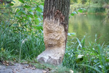 Tree trunk with bite marks of beavers. Beaver bite marks on a trunk of a tree by lake. Damaged wood by a bobber. Beaver gnawed tree. Tree near pond felled by beaver clipart