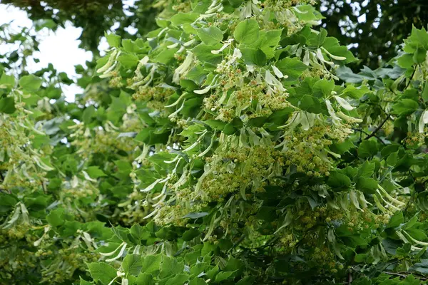 Çiçek açan ıhlamur. Avrupa türleri için Linden, Kuzey Amerika için Basswood. Tilia - yaklaşık 30 ağaç veya çalıdan oluşan cins, ılıman kuzey yarımkürenin çoğunda yereldir.