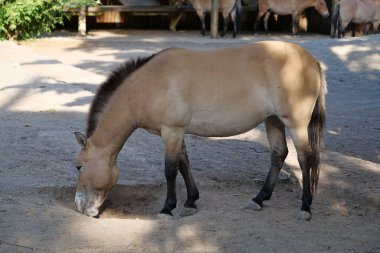 Hayvanat bahçesindeki Przewalski atı, Equus Caballus.