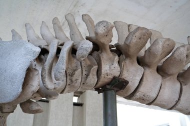 Balina omurgası. Gerçek balina kemikleri. Büyük mavi balinanın büyük gri iskeleti. Balaenoptera kasları