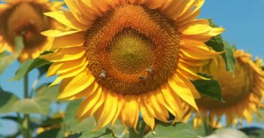 Ayçiçeği tarlasında güzel bir ayçiçeği. Arılar ayçiçeğinin üzerinde oturur, polen ve nektar toplarlar.
